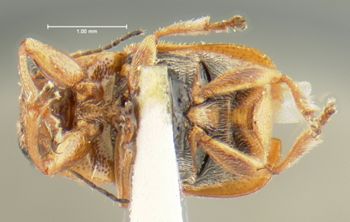 Media type: image;   Entomology 24930 Aspect: habitus ventral view